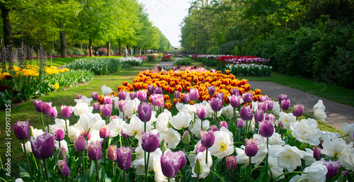 Canvas Print Blossoming Tulips in Amsterdam during spring season