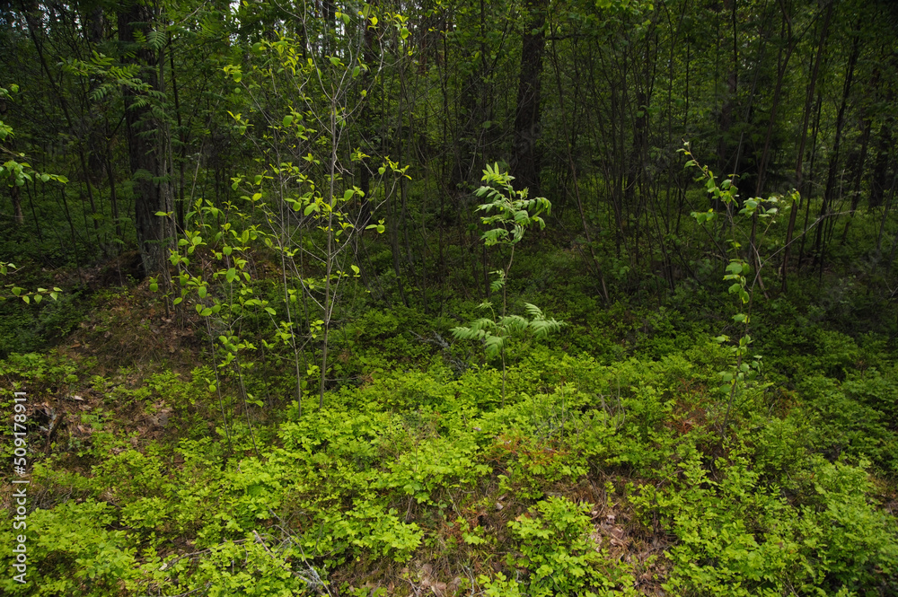 Beautiful wild forest with green vegetation