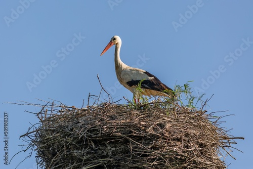 A white stork with red beak standing on its nest made of thin sticks. Sunny spring day with clear blue sky.