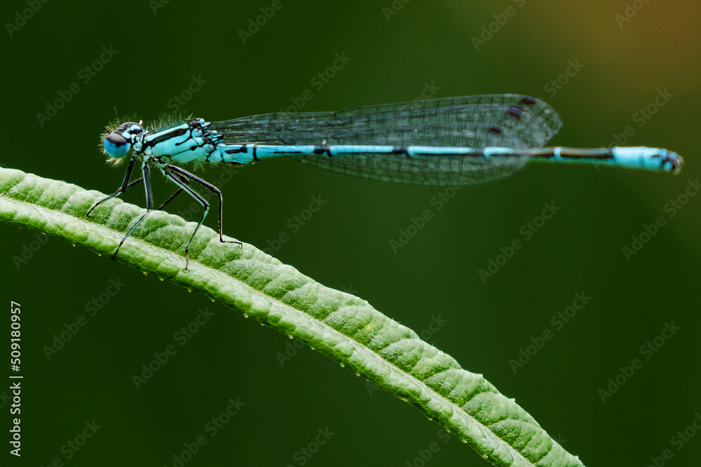 Macro view of dragonfly on a leaf Macro view of dragonfly on a leaf