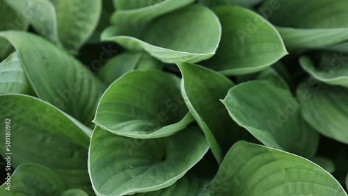 big green leaves of hosta venusta close up. photo