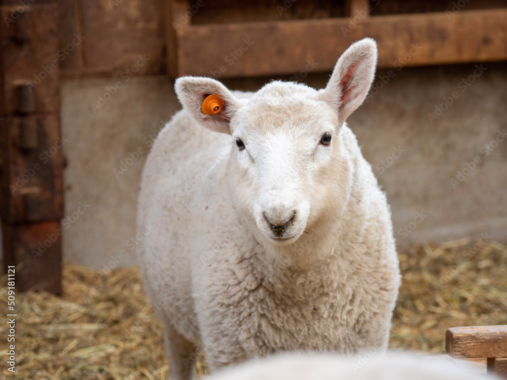 sheep in the farm