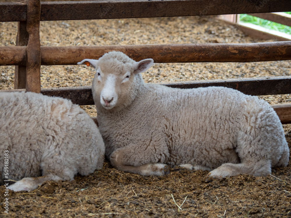 Obraz premium sheep and lambs