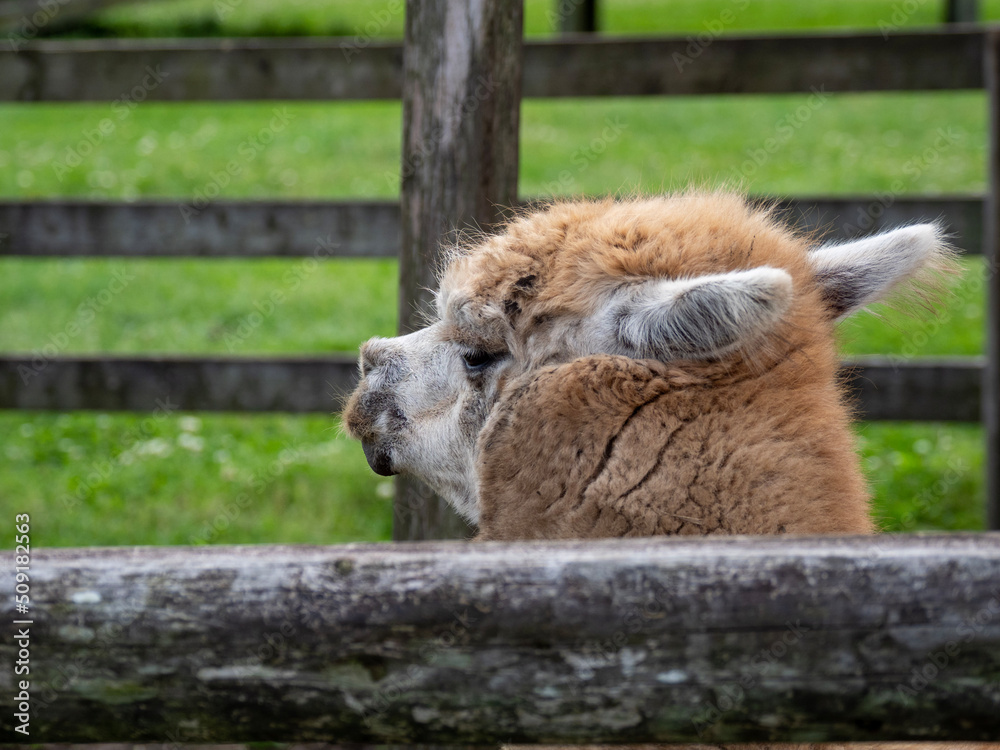 Obraz premium camel in zoo