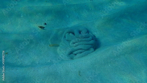 Cast of lugworm or sandworm (Arenicola sp.) undersea, Atlantic Ocean, Cuba, Varadero photo