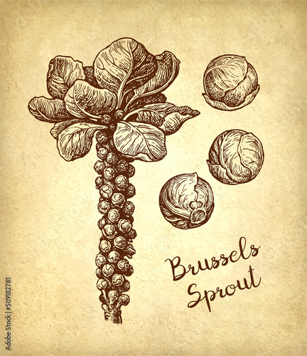 Brussels sprout ink sketch.