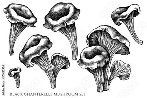 Vector set of hand drawn black and white black chanterelle