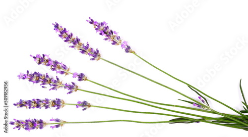 Fresh lavender purple flowers isolated on white, top view