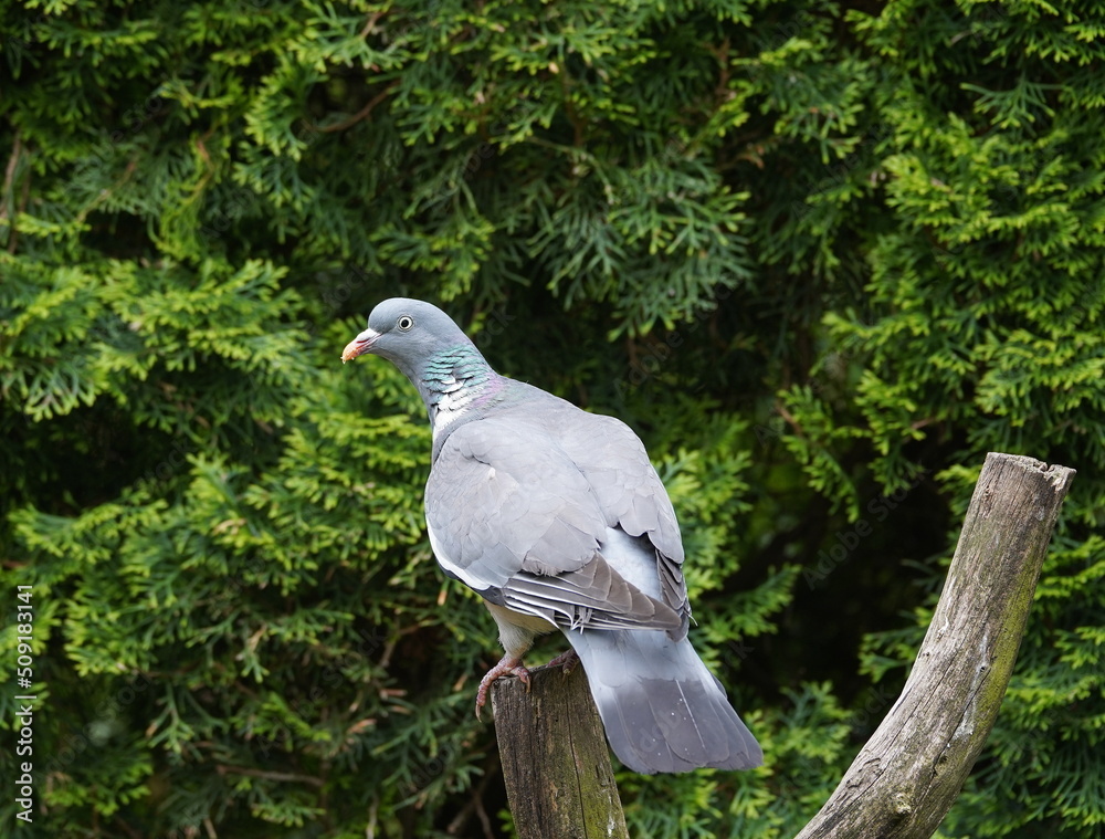wood pigeon in the garden,ringeltaube im garten wood pigeon in the garden,ringeltaube im garten
