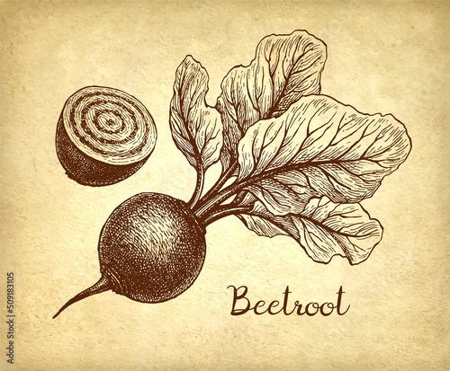 Beetroot ink sketch.