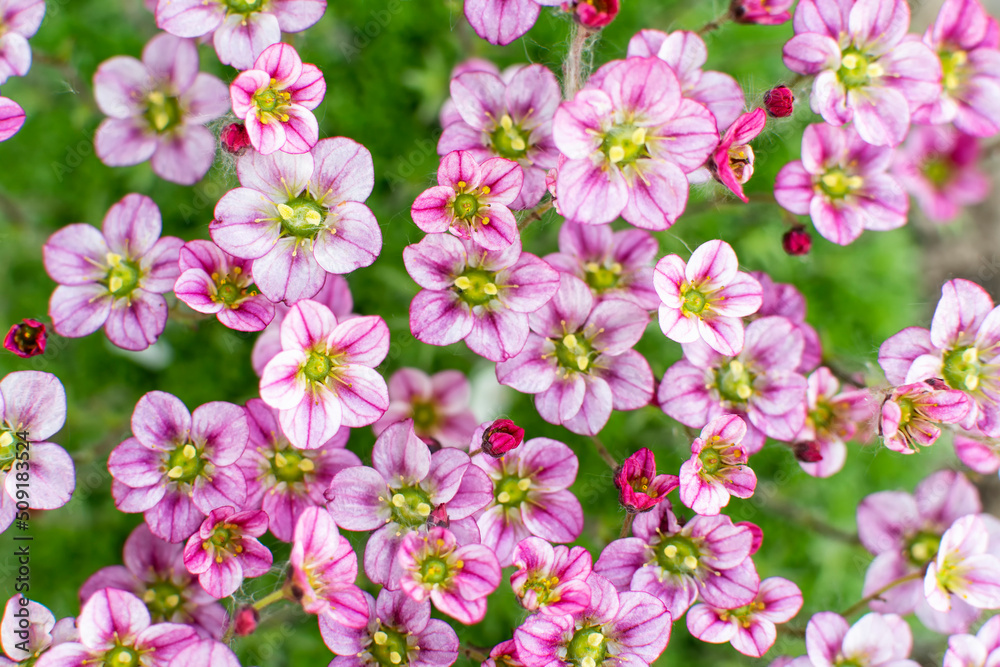 Blooming decorative Saxifrage moss with pink flowers. Floral background. Blooming decorative Saxifrage moss with pink flowers. Floral background.