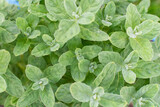 Bushes of fluffy mint (apple) close-up. Mint background, texture. Space for text.