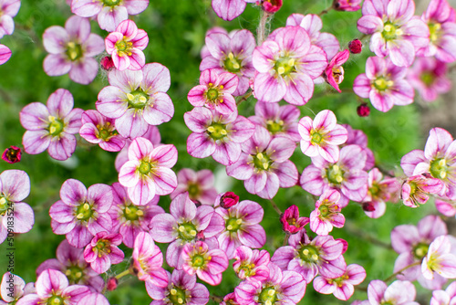 Fototapeta Naklejka Na Ścianę i Meble -  Blooming decorative Saxifrage moss with pink flowers. Floral background.