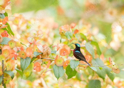 Van Hasselt’s Sunbird