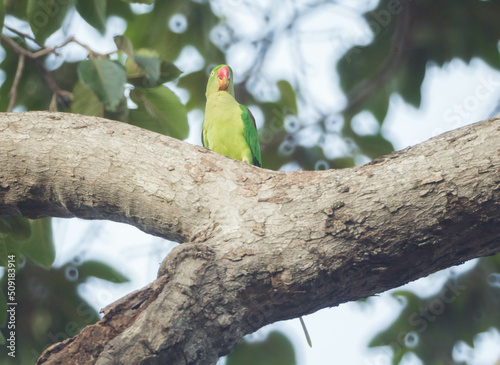 Alexandrine Parakeet