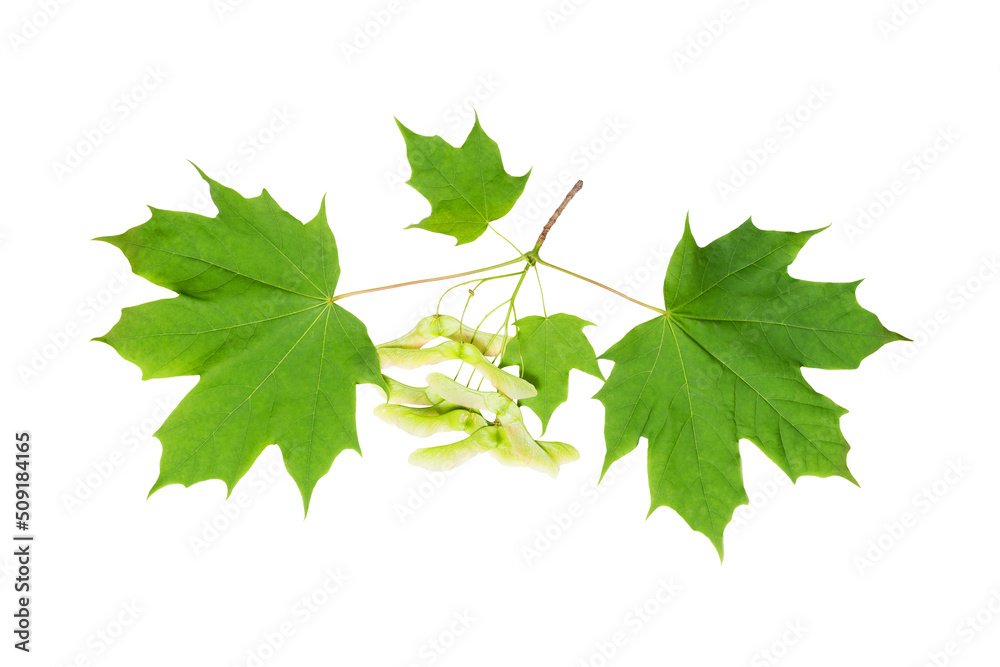 Norway maple (Acer platanoides) juicy spring leaves isolate, clipping path, no shadows. Norway maple branch with leaves isolate. Norway maple (Acer platanoides) juicy spring leaves isolate, clipping path, no shadows. Norway maple branch with leaves isolate.