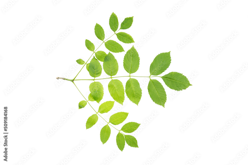 Obraz premium European ash (Fraxinus excelsior) branch with juicy spring leaves. Isolate, clipping path, no shadows. common ash leaves isolate. juicy