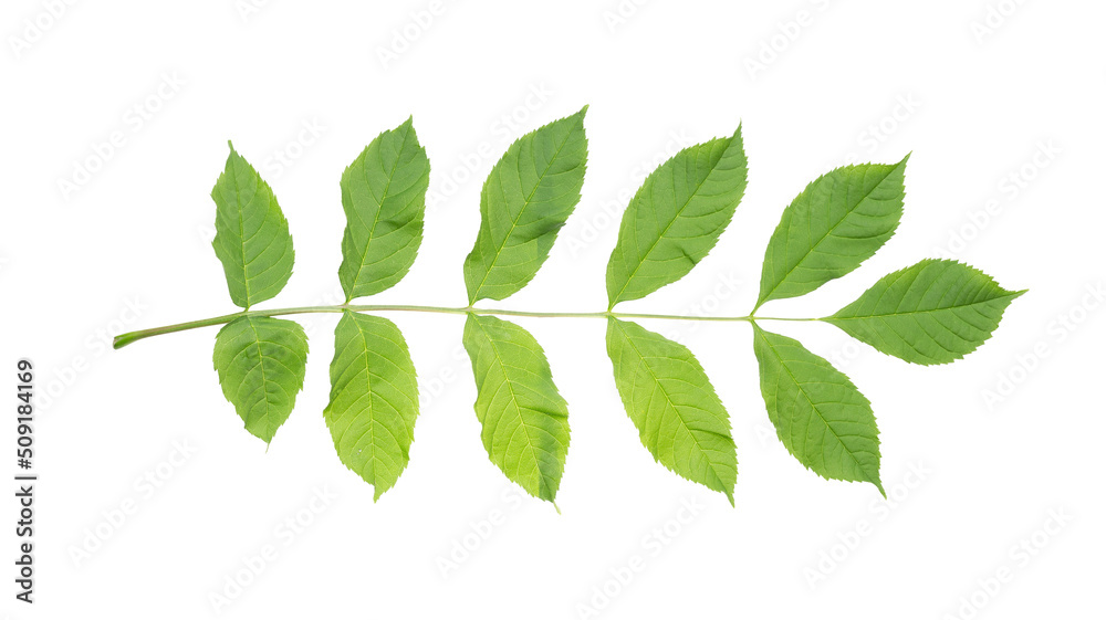 Fototapeta premium European ash (Fraxinus excelsior) branch with juicy spring leaves. Isolate, clipping path, no shadows. common ash leaves isolate. juicy