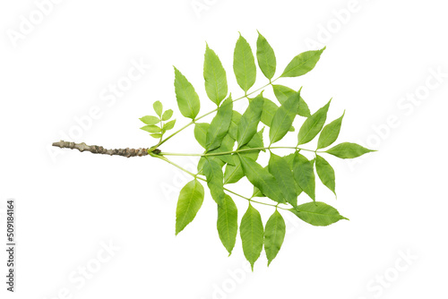 European ash (Fraxinus excelsior) branch with juicy spring leaves. Isolate, clipping path, no shadows. common ash leaves isolate.
juicy
