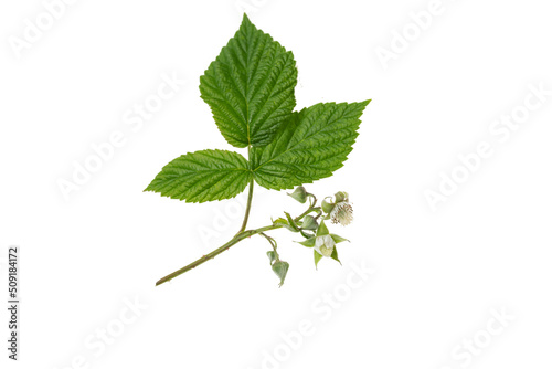 raspberry (Rubus idaeus) branch with flowers isolate on a white background, clipping path, no shadows.