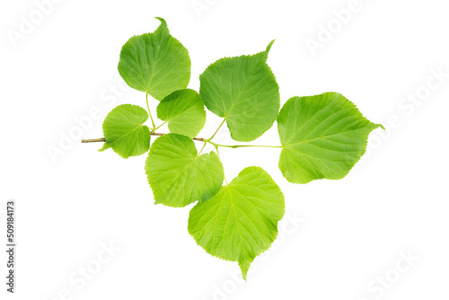 small-leaved linden (Tilia cordata) juicy spring leaves isolate, clipping path, no shadows. small-leaved lime branch with leaves isolate.