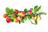 A bunch of ripe red apples on a branch with leaves on a white isolated (isolate) background.