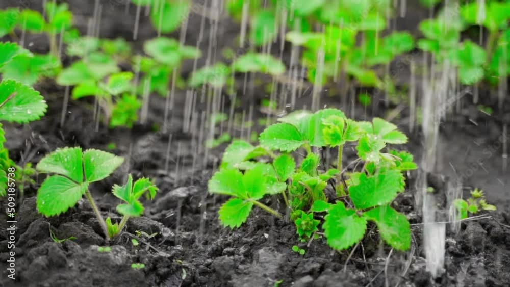 Bright saturated young fresh green strawberry leaves are watered close-up in slow motion Bright saturated young fresh green strawberry leaves are watered close-up in slow motion