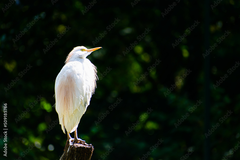 Obraz premium A l'affut