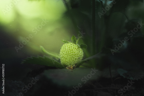 Green strawberries, sunbeam shining on strawberries, art photography