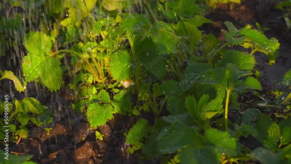 Water drops fly on the leaves of a flowering strawberry in close-up slow motion at sunset Water drops fly on the leaves of a flowering strawberry in close-up slow motion at sunset