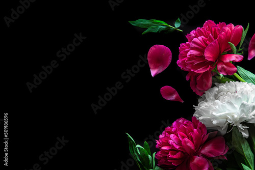 Pink peonies on a black background  flat lay.