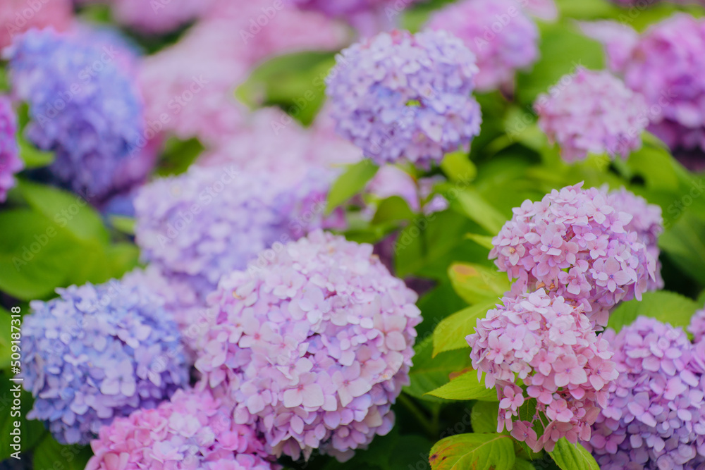 Hydrangeas of different colors bloom in June Hydrangeas of different colors bloom in June