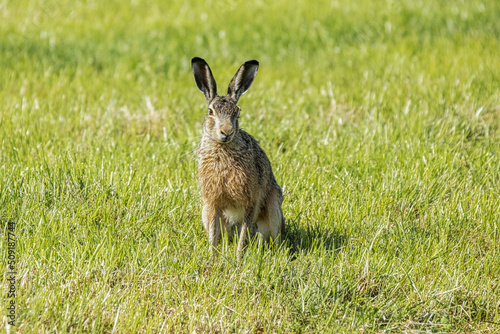 Close up of a hare or European hare, Lepus europaeus, sitting on and observing focused on photographer against background of juicy green grass