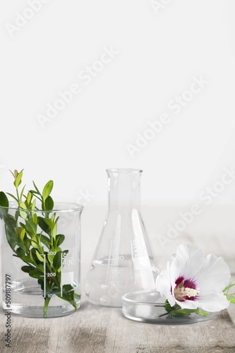 Assorted laboratory glassware equipment with leaves. Stage showcase cosmetics on glass pedestal modern in laboratory equipment.