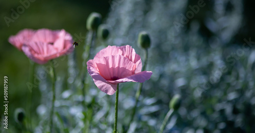 Large pink poppies on a background of green leaves.