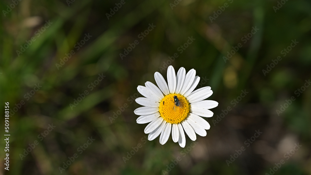 FLOWER,TREE,PLANTS,ANIMALS, LANDSCAPE, insect FLOWER,TREE,PLANTS,ANIMALS, LANDSCAPE, insect