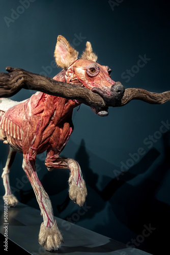 Model of a dog for studying the anatomy of muscles.