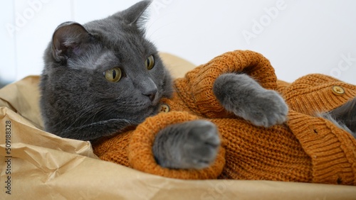A cute gray cat is dressed like a human. A cat dressed in a suit in the form of a brown knitted cardigan with buttons lies on a paper bag from a supermarket groceries. Life of cats at home.