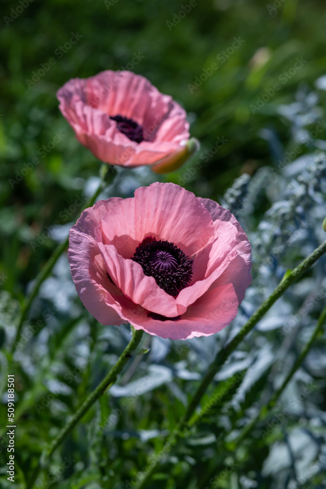 Large pink poppies on a background of green leaves. Large pink poppies on a background of green leaves.