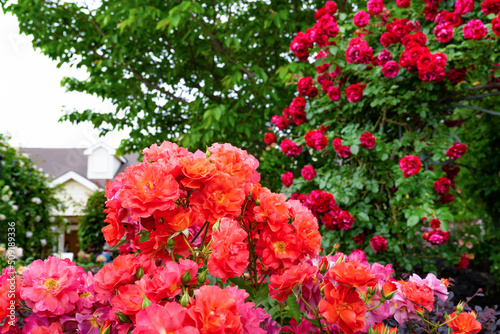 神奈川県横浜市 横浜イングリッシュガーデンのバラ