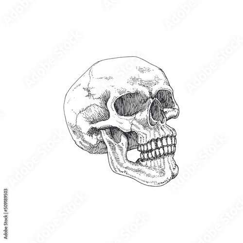 Skull vector hand drawing in engraving style.