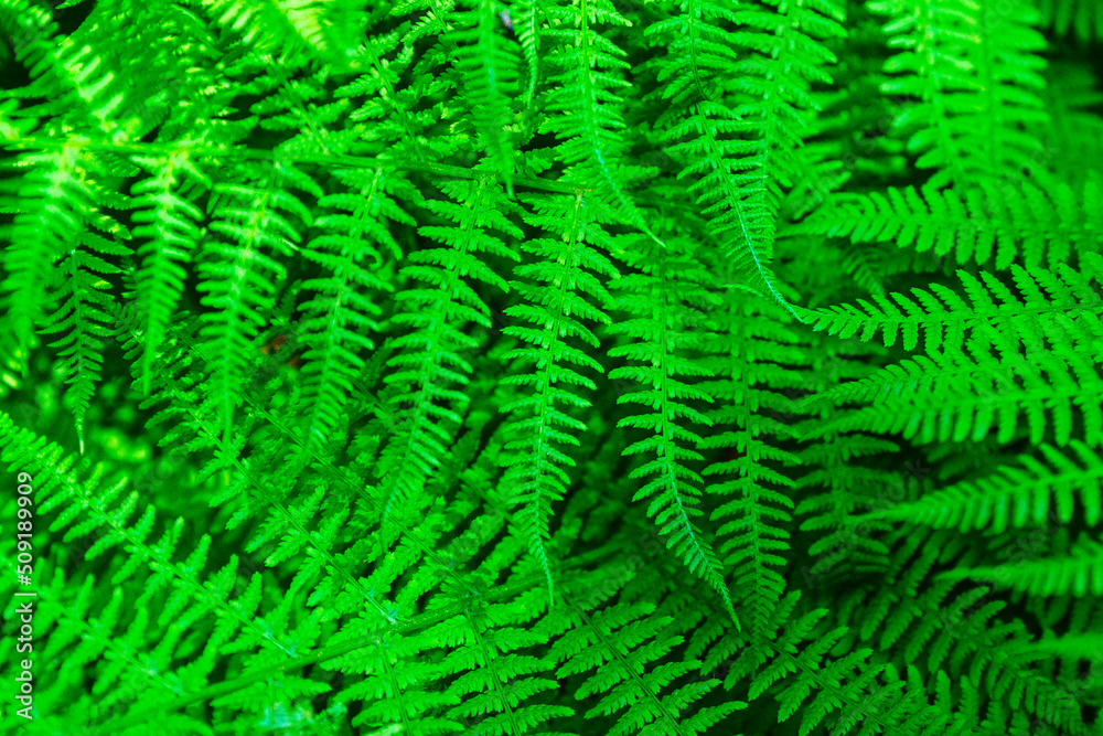 natural texture background of young fern leaves in different shades of bright green