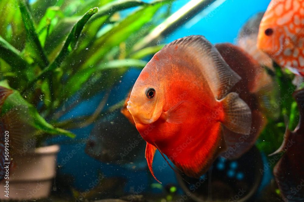 FLOWER,TREE,PLANTS,ANIMALS, LANDSCAPE, insect