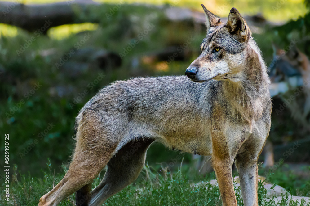 Obraz premium Le loup