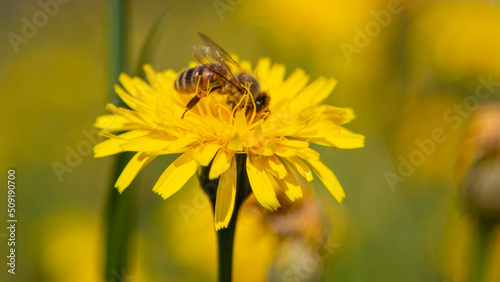 Makroaufnahme einer Biene auf einer gelben Blume