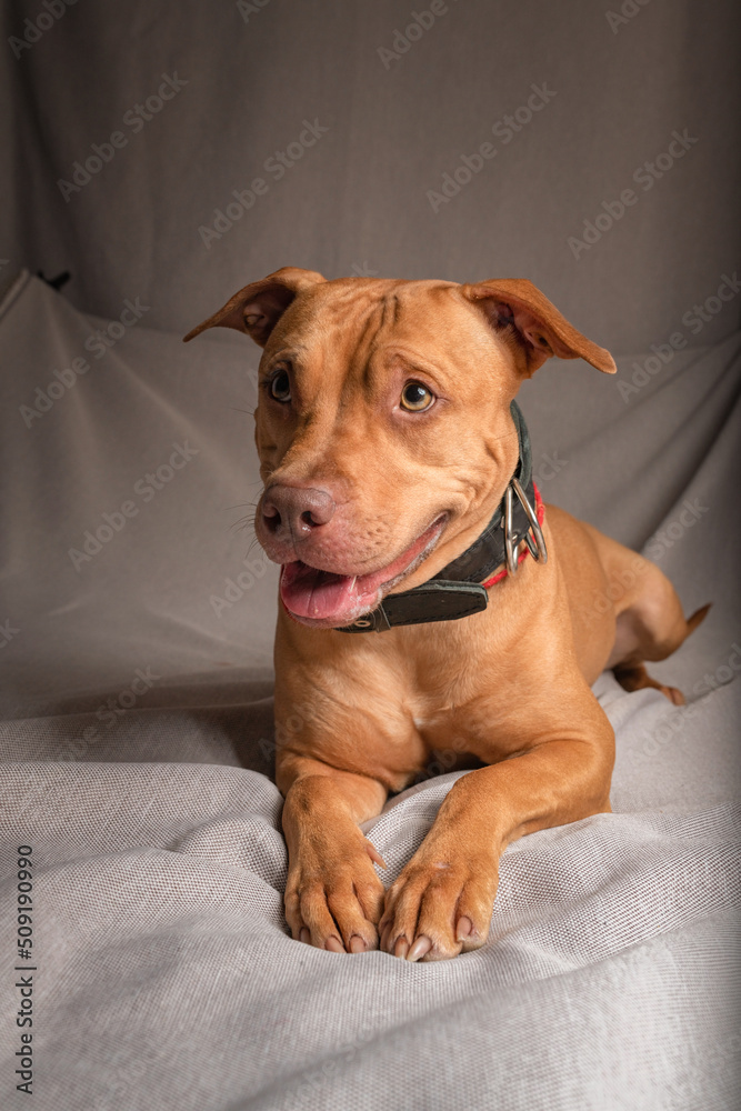 Portrait of a purebred beautiful American Pit Bull Terrier in the studio on a gray background. Portrait of a purebred beautiful American Pit Bull Terrier in the studio on a gray background.