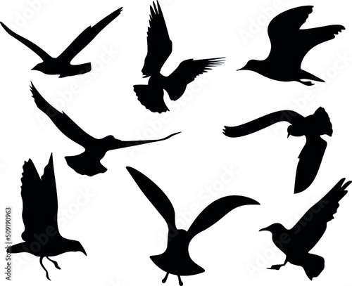 silhouettes of a group of flyng birds © MSaeed