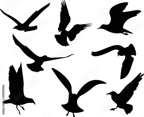 silhouettes of a group of flyng birds