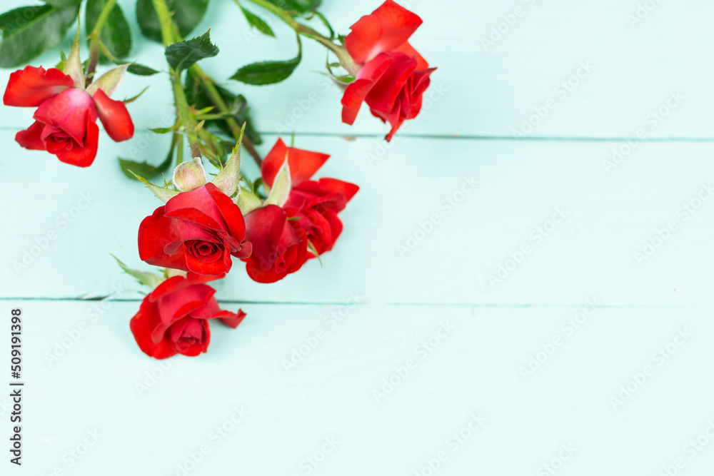 Floral background. Red bush rose on a blue background. Space for text. Beauty concept, holidays.