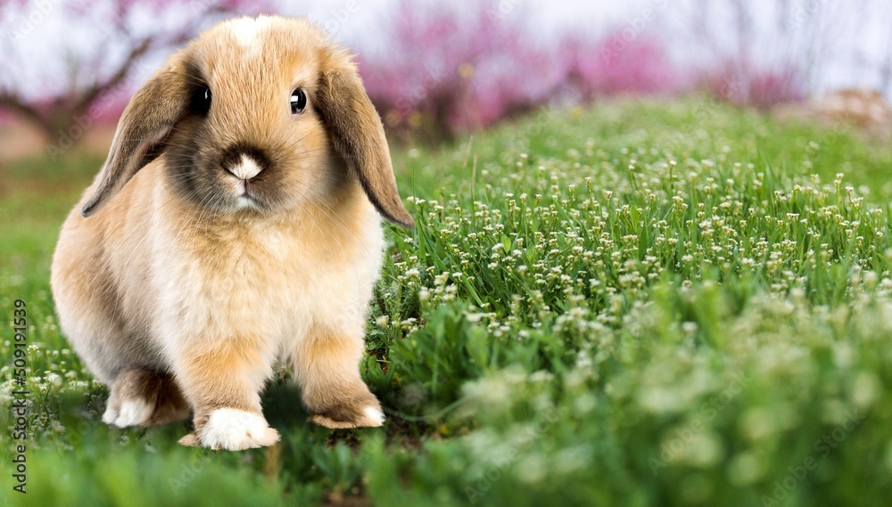 healthy Lovely bunny fluffy brown rabbits, Adorable baby rabbit on green garden nature background. healthy Lovely bunny fluffy brown rabbits, Adorable baby rabbit on green garden nature background.